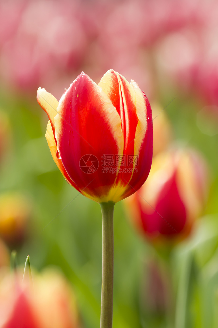 花朵多彩花束展示黄色郁金香花瓣宏观园艺红色植物植物群图片