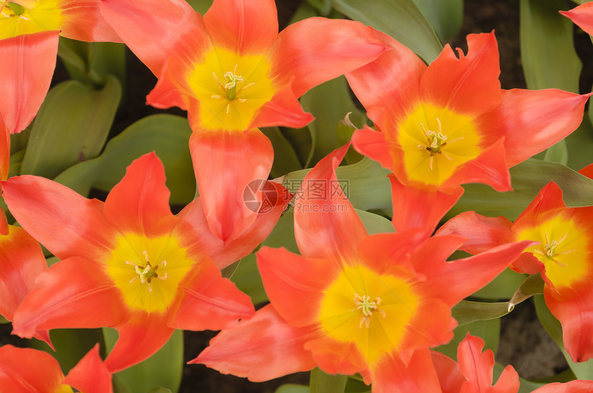 花朵多彩宏观花束绿色展示橙子花园郁金香植物群园艺花瓣图片