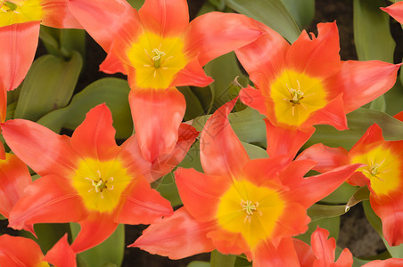 花朵多彩宏观花束绿色展示橙子花园郁金香植物群园艺花瓣背景图片