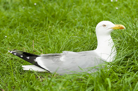 拉鲁斯阿尔根塔图斯银色地面海鸥背景图片