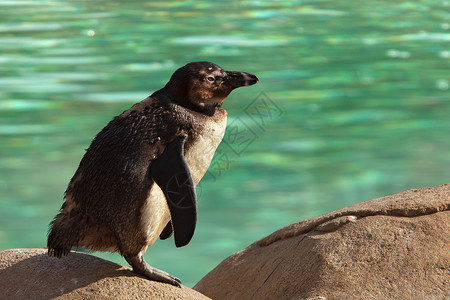 秘鲁企鹅Humboldt 企鹅站在绿水的岩石上背景