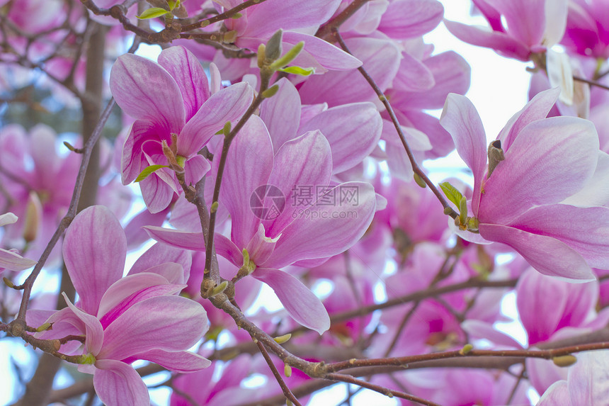 桃花花叶子花瓣植物学香气生长园艺李子花园植物季节图片