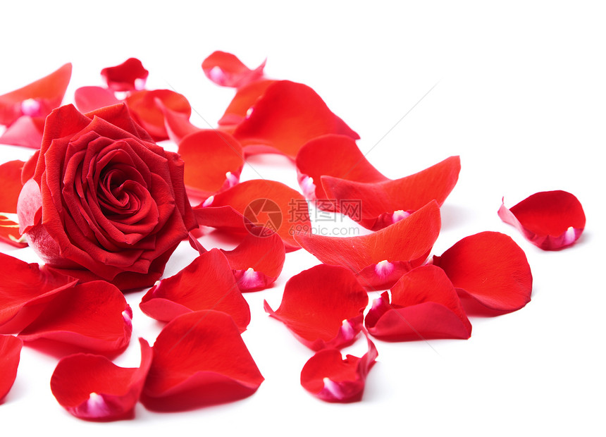 孤立的红玫瑰花瓣玫瑰美丽植物季节性庆典框架生长植被温泉植物群图片