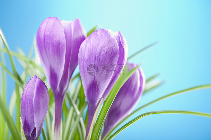 番红花花叶子植物生长植物群蓝色花瓣环境花园红花紫色图片