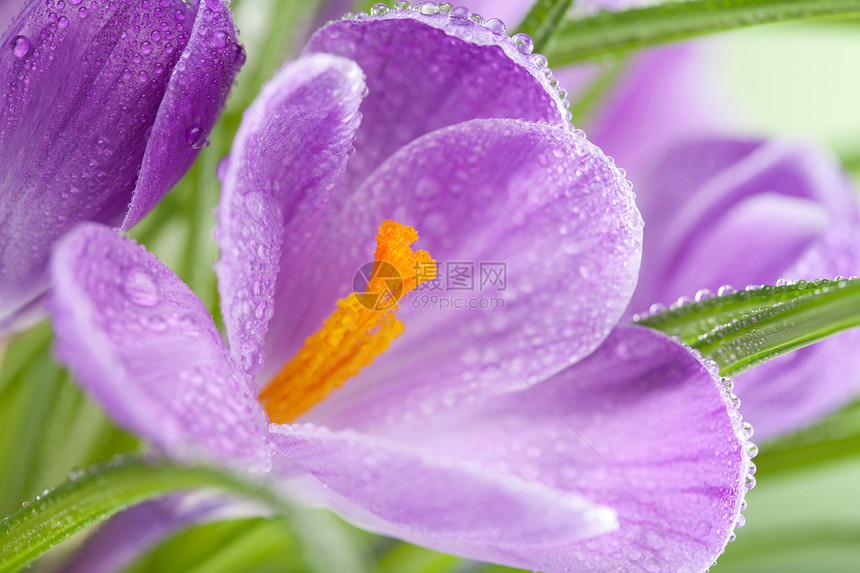 番红花花叶子生长紫色植物群植被花瓣环境花园生态植物图片