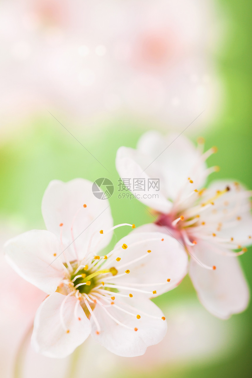 春花生长花园生态花瓣阳光植被环境植物叶子植物群图片