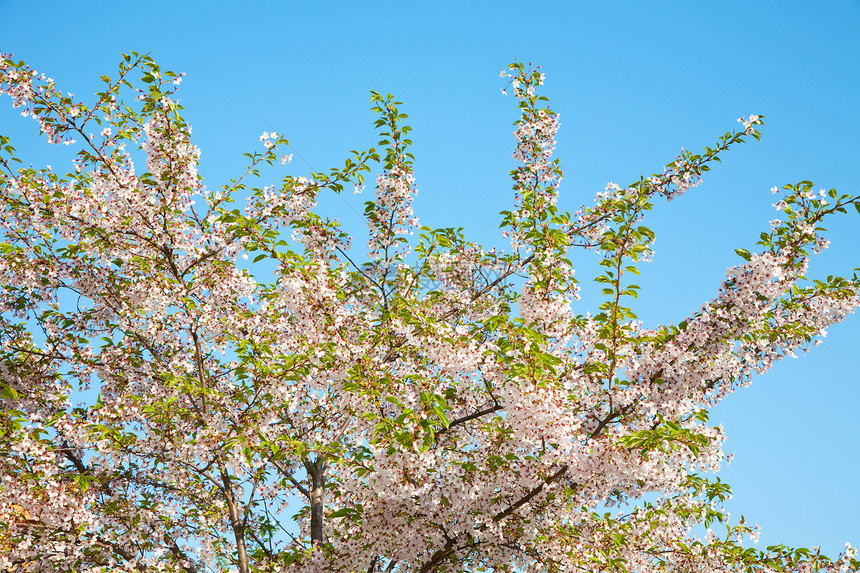 春天的白花生态植物生长蓝色流动叶子植被植物群天空环境图片