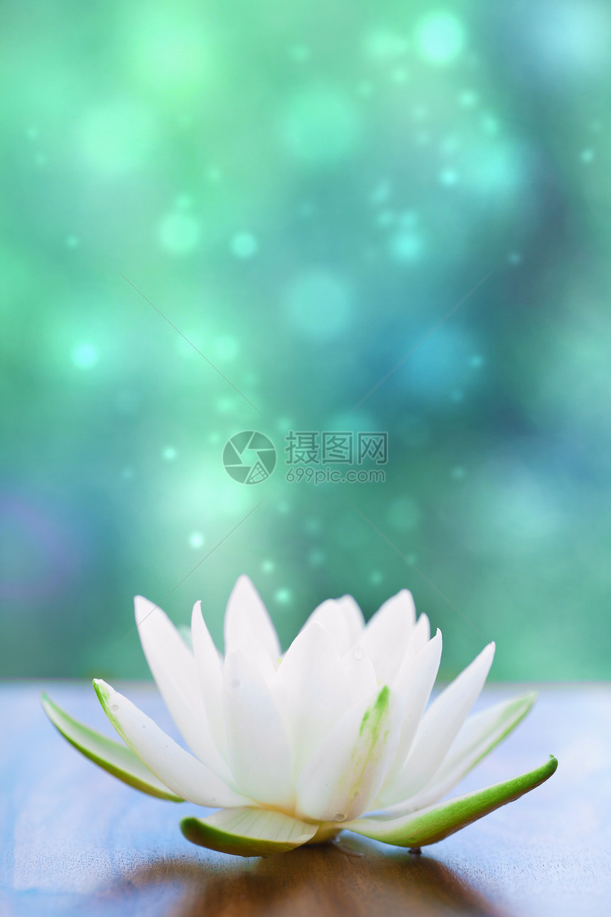 白丽花白色荷花百合美丽植物荒野温泉花瓣魔法绿色图片