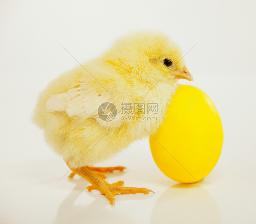 带黄蛋的新生鸡小鸡黄色婴儿新生羽毛农场家畜家禽动物图片