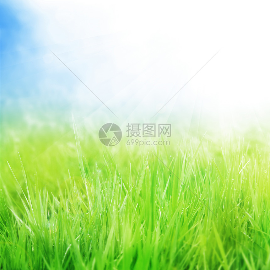 背景墙纸园艺蓝色季节光束场地晴天植物群太阳生长图片