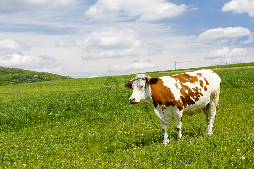 山中的奶牛蓝色家畜丘陵喇叭环境阳光国家草原村庄哺乳动物图片