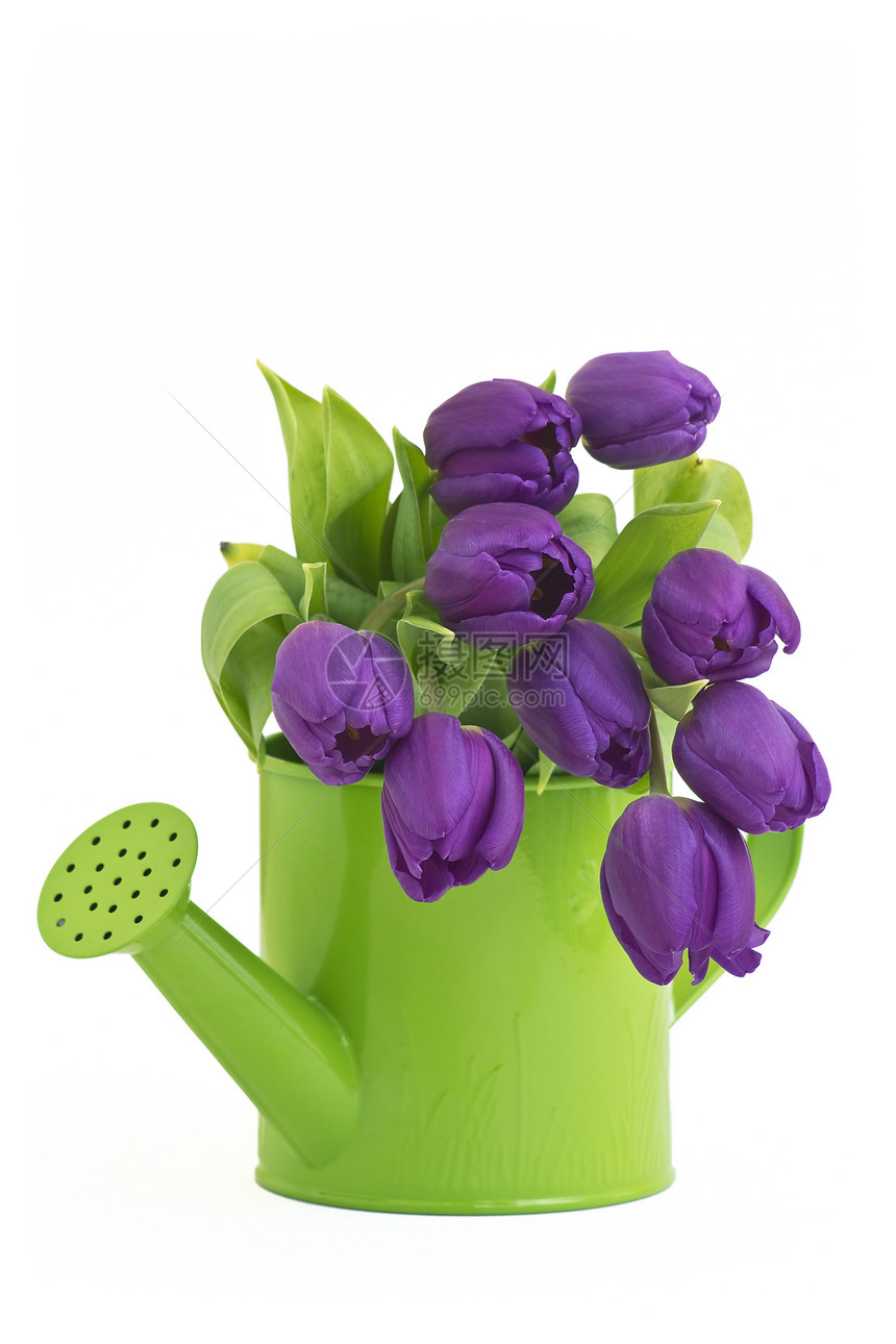 一堆紫罗兰郁金香植物群花瓣花束礼物叶子绿色紫色白色脆弱性图片