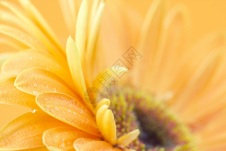 热贝拉菊花花冠植物宏观雏菊植物群生长花园橙子工作室花粉背景图片