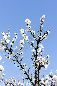 采花的果实枝条植物群植被白色植物外观背景图片
