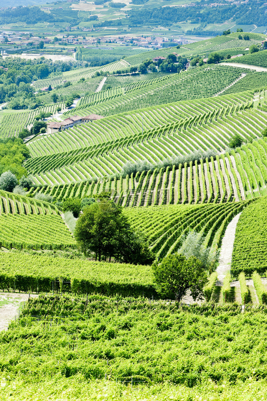 意大利皮埃蒙特附近的维内亚尔栽培酒业葡萄园国家旅行藤蔓外观植物位置农业图片