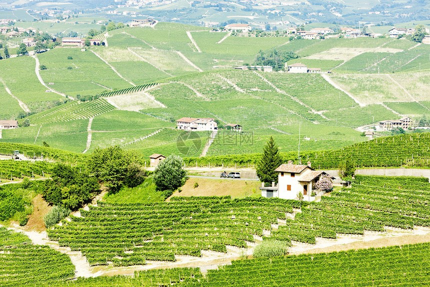 意大利皮埃蒙特巴洛附近的维内亚尔风景国家酒业植物旅行世界葡萄植被栽培位置图片
