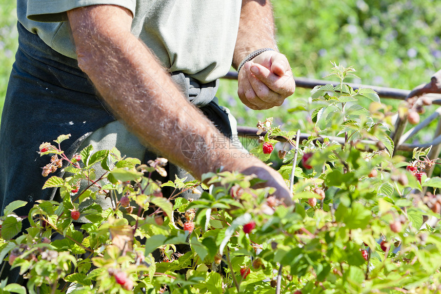 丰收的草莓农民收获植被工作收成食物覆盆子水果农业植物图片