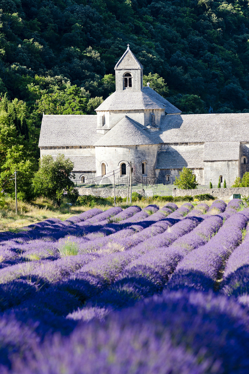 法国普罗旺斯 用熏衣草地建造的塞南克修道院种植园植物旅行紫色场地建筑学历史植物群建筑世界图片