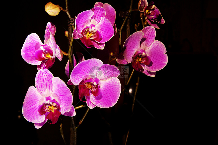 兰花框架叶子粉色花束标签热带黑色温泉植物礼物图片