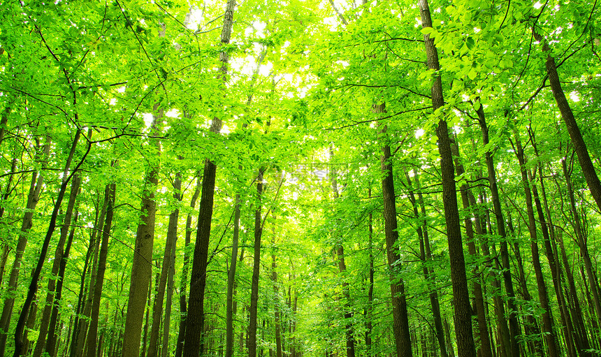 绿林宗教风景精神树木植物阳光辐射空地荒野林地图片