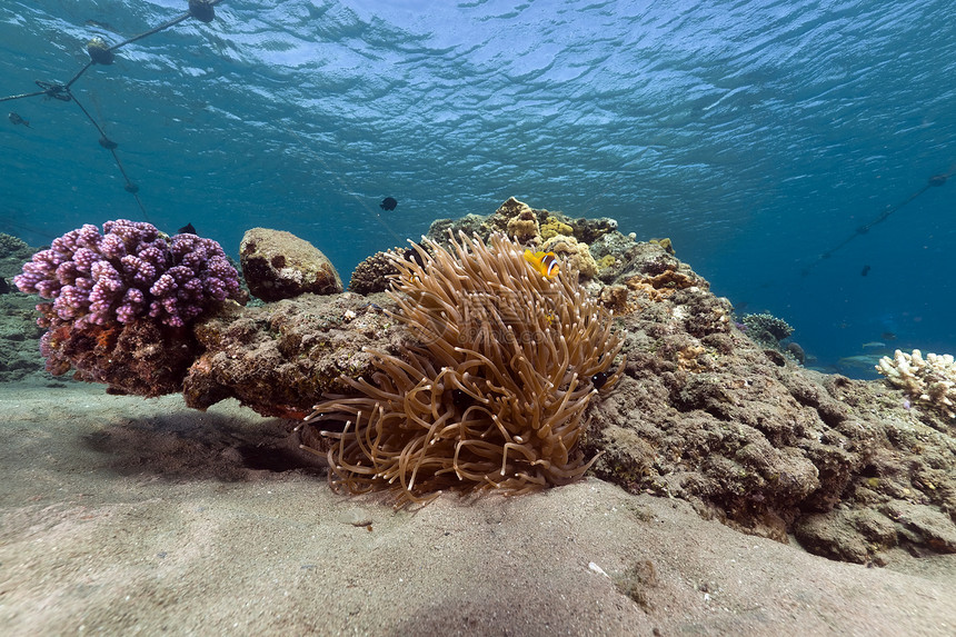 红海的阿内蒙和热带珊瑚礁图片