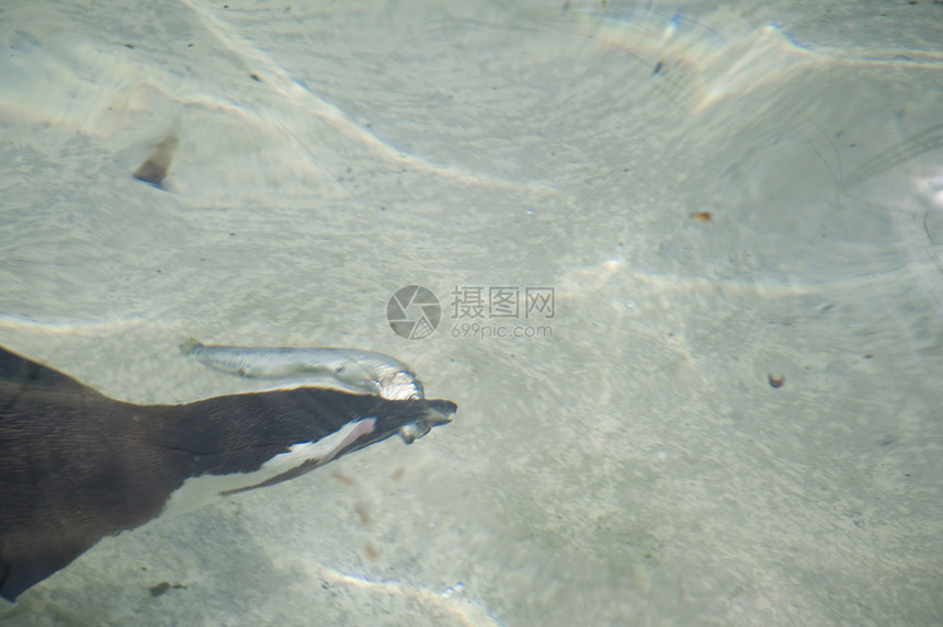 企鹅鸟类动物学潜水游泳图片