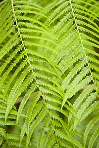 费尔叶状体蕨类植物群羽状绿色植物背景图片