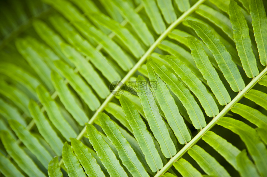 费尔树叶植物植物群叶子蕨类绿色图片