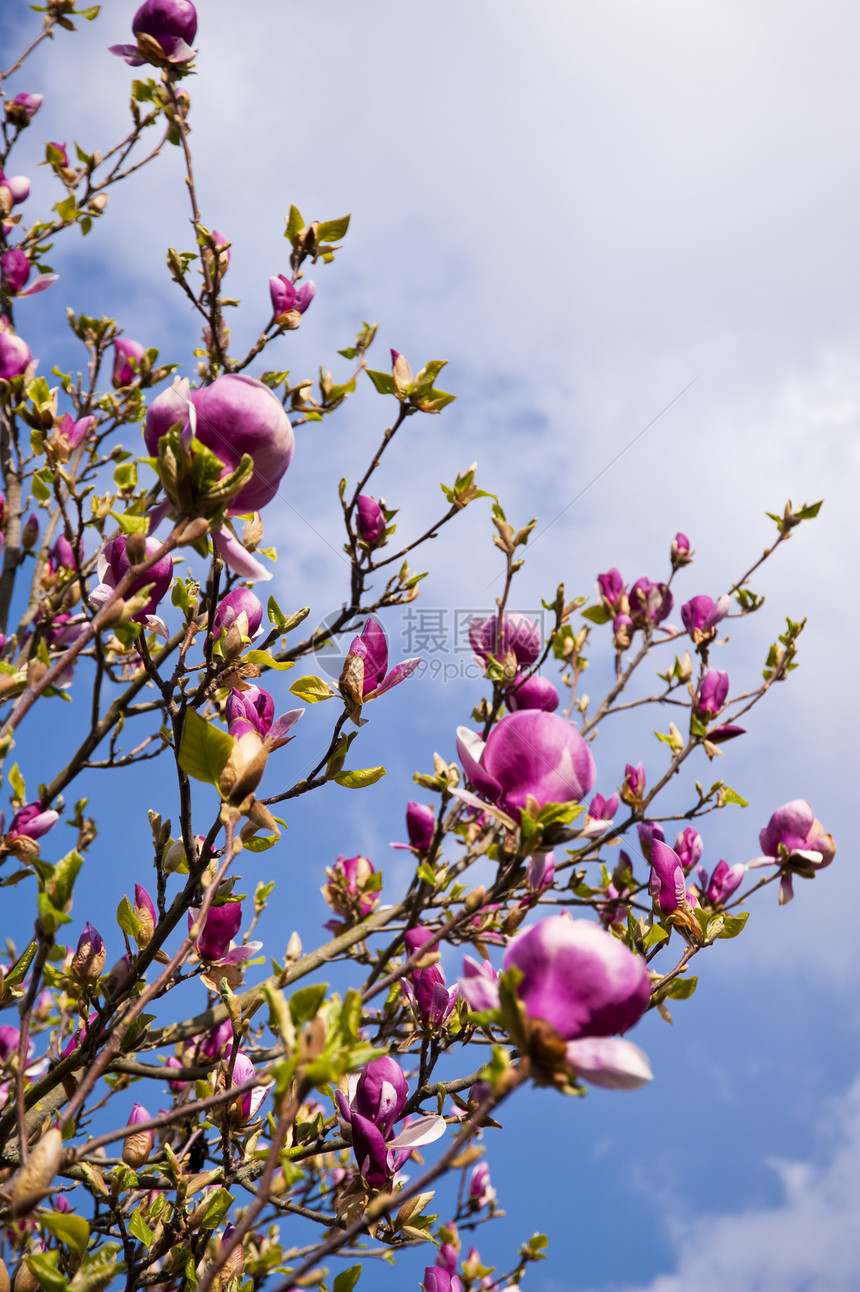 马木兰蓝色白色树林植物玉兰花朵红色粉色花园晴天图片