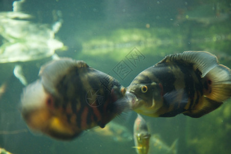 鱼水族馆游泳绿色背景图片