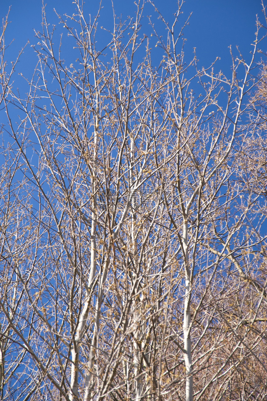 树木头晴天蓝色天空树木白色植物叶子树叶花园图片