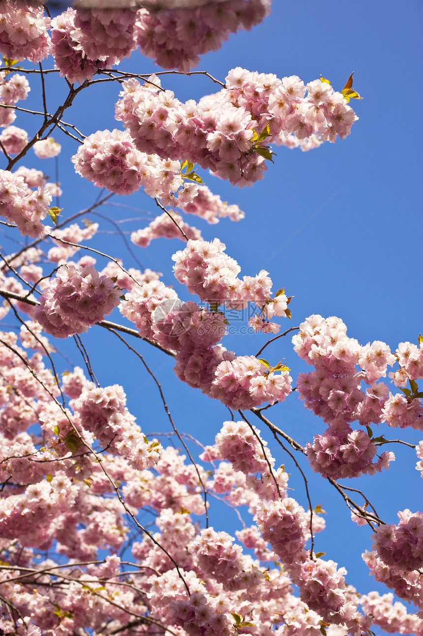 樱花花玫瑰植物学红色樱花树木水果晴天粉色植物蓝色图片
