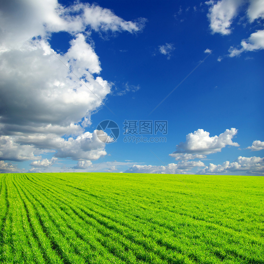 绿绿地地平线国家晴天场地农场公园天空农村花朵粮食图片