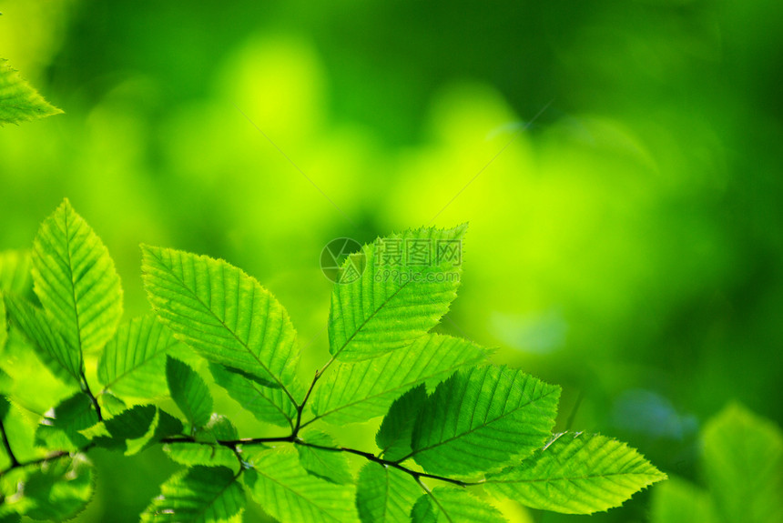 绿叶树叶宏观绿色生长植物树木图片