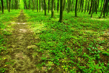森林精神风景林地绿色小路阳光树木荒野植物背景图片