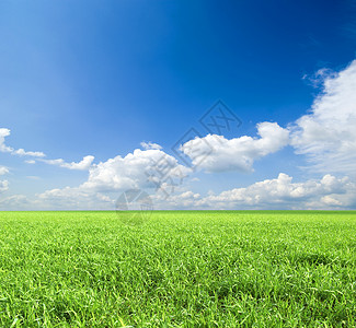 字段地平线绿色农场乡村土地阳光天空远景草地植物背景图片