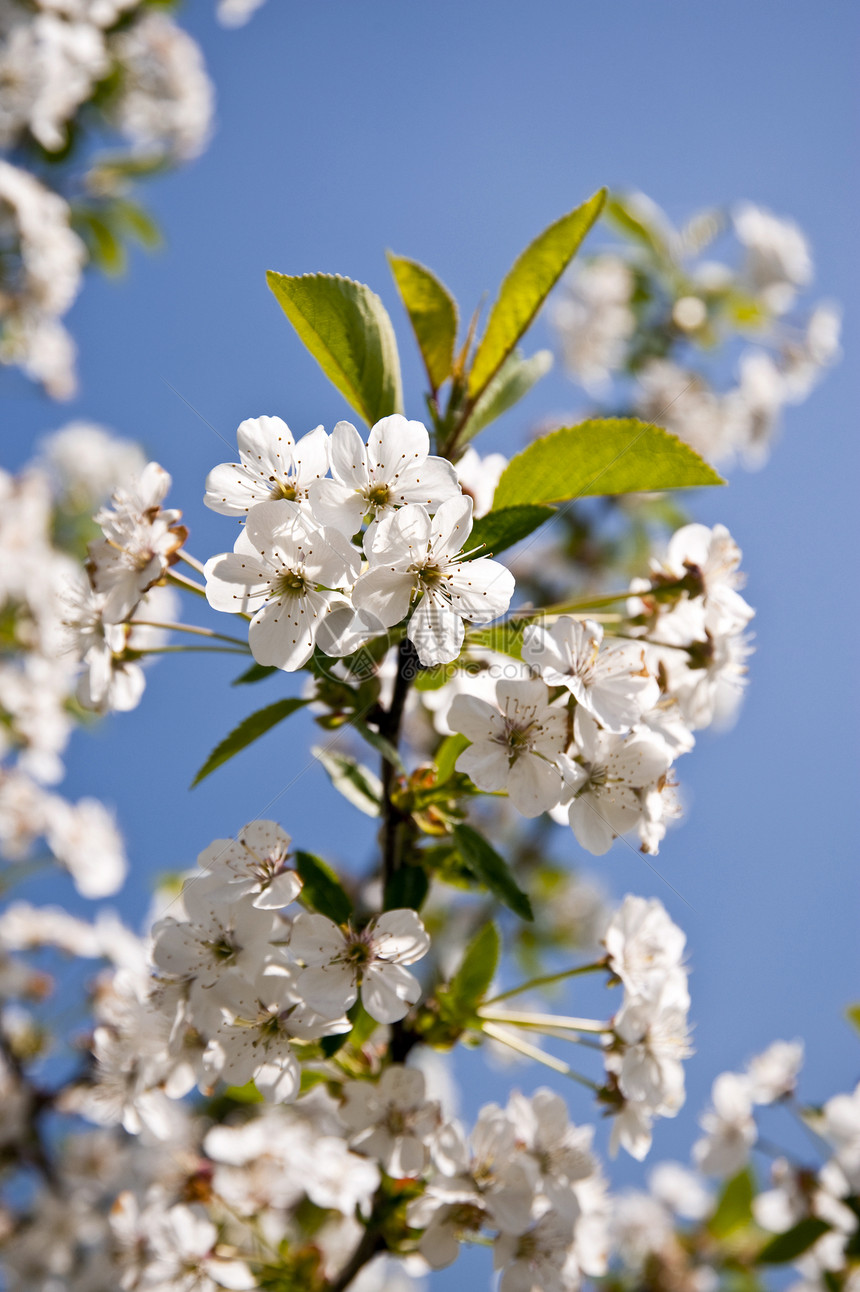樱花花水果种植园白色场地天空树木安全植物果树果园图片