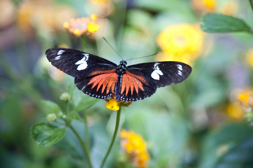 蝴蝶飞行翅膀动物学动物生物学昆虫图片