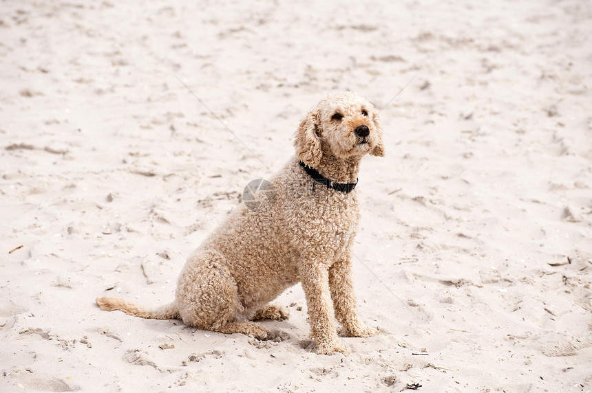 海滩上的狗狗沿岸小狗娱乐动物闲暇宠物忠诚图片