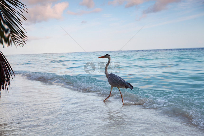 海洋中的斯托克迁移翅膀旅游孩子蓝色野生动物自由空气海滩动物图片