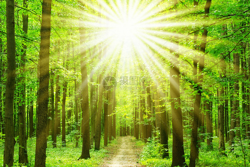 森林绿色树木精神林地荒野植物风景小路阳光图片