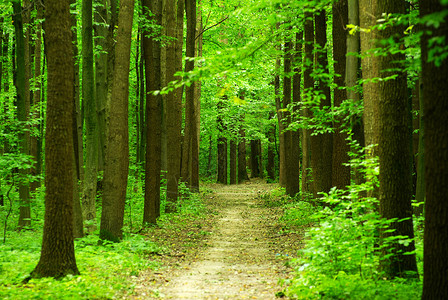 绿林小路风景阳光林地荒野植物树木绿色精神背景图片