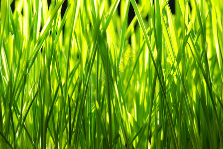 草生长草地植物活力绿色背景图片