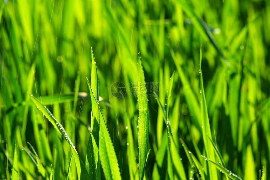 草根纹理草地植物绿色活力生长图片