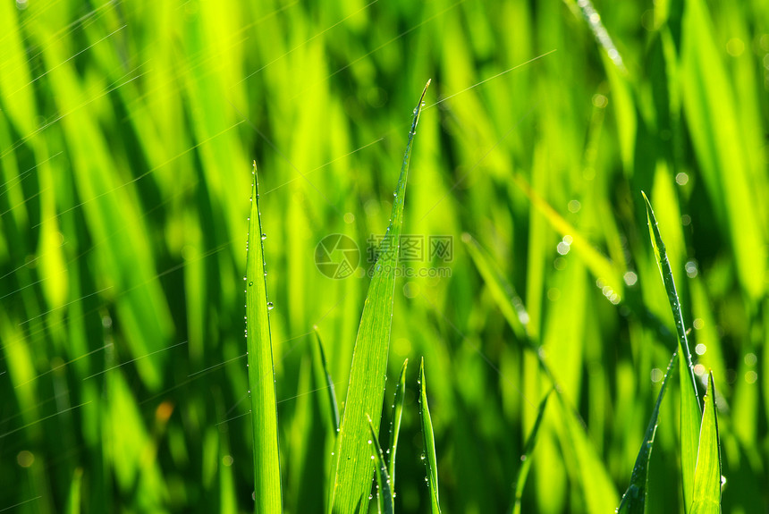 草生长草地绿色活力植物图片