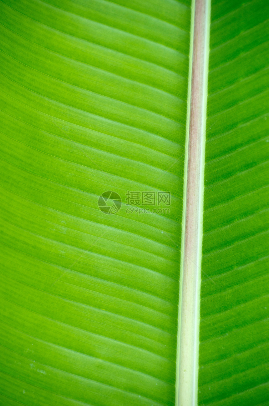 树叶纹理叶子生活植物植物群生长静脉生态绿色图片