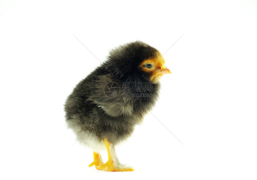 鸡生活小鸡翅膀母鸡生长毛皮生物白色羽毛家禽图片