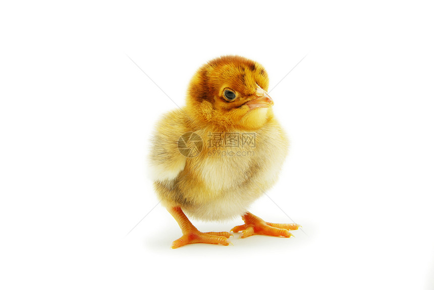 鸡家畜生活母鸡柔软度动物工作室羽毛婴儿黄色白色图片