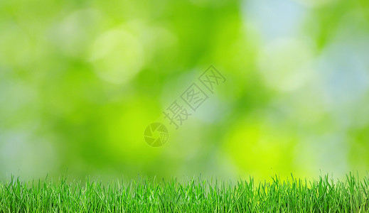 绿色背景镜片气泡森林日光圆圈叶子草地植物生态树木背景图片
