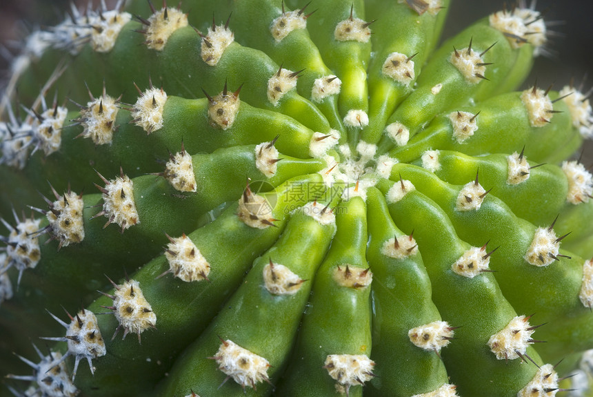 绿仙人掌植物绿色沙漠花园脊柱多刺肉质生长图片